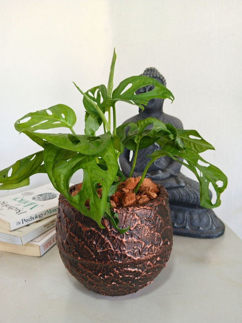 Broken Heart Plant perforated leaves collector