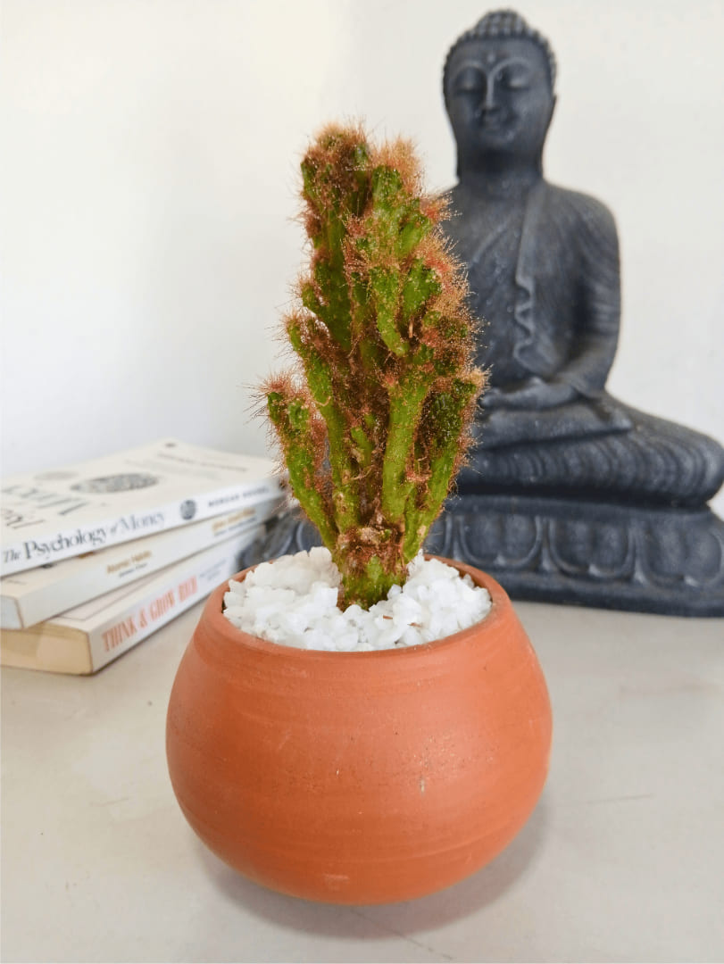 Cactus succulent low light plants sunny spots
