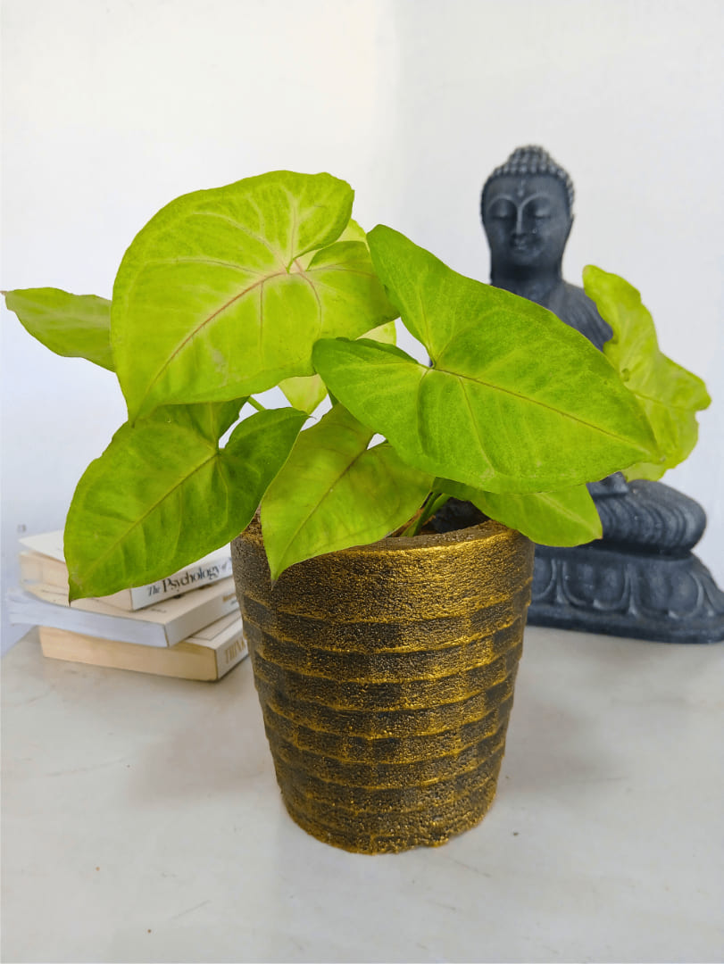 Arrow Head Syngonium small spaces apartments