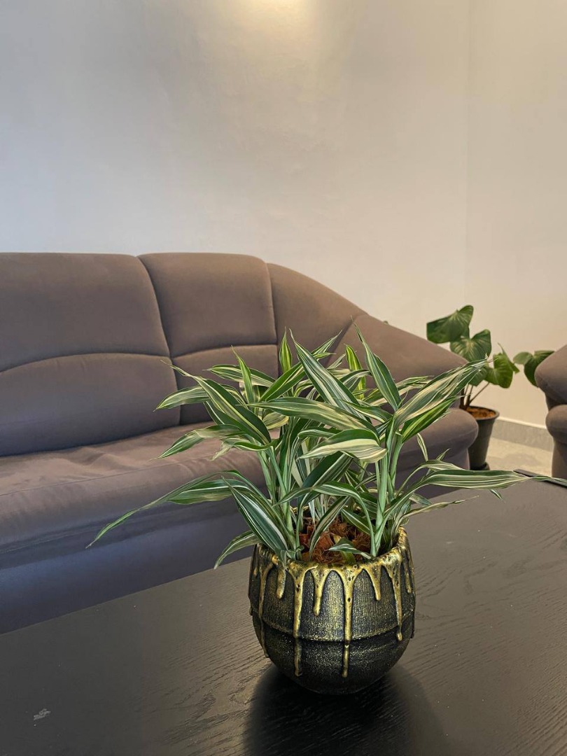 Sri Lankan indoor plant gallery