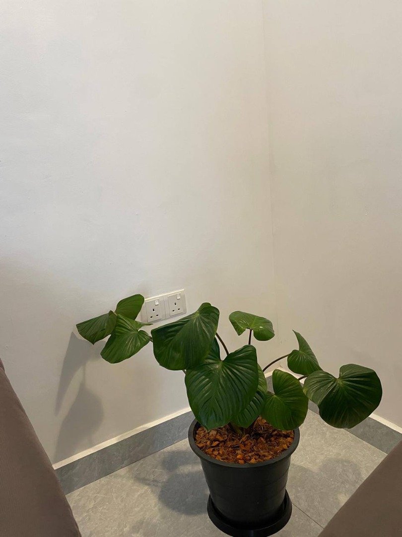 Sri Lankan indoor plant gallery