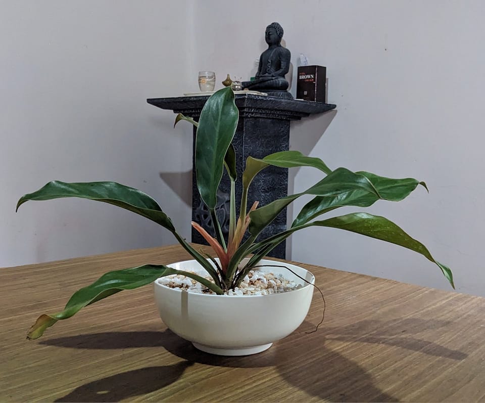 Sri Lankan indoor plant gallery