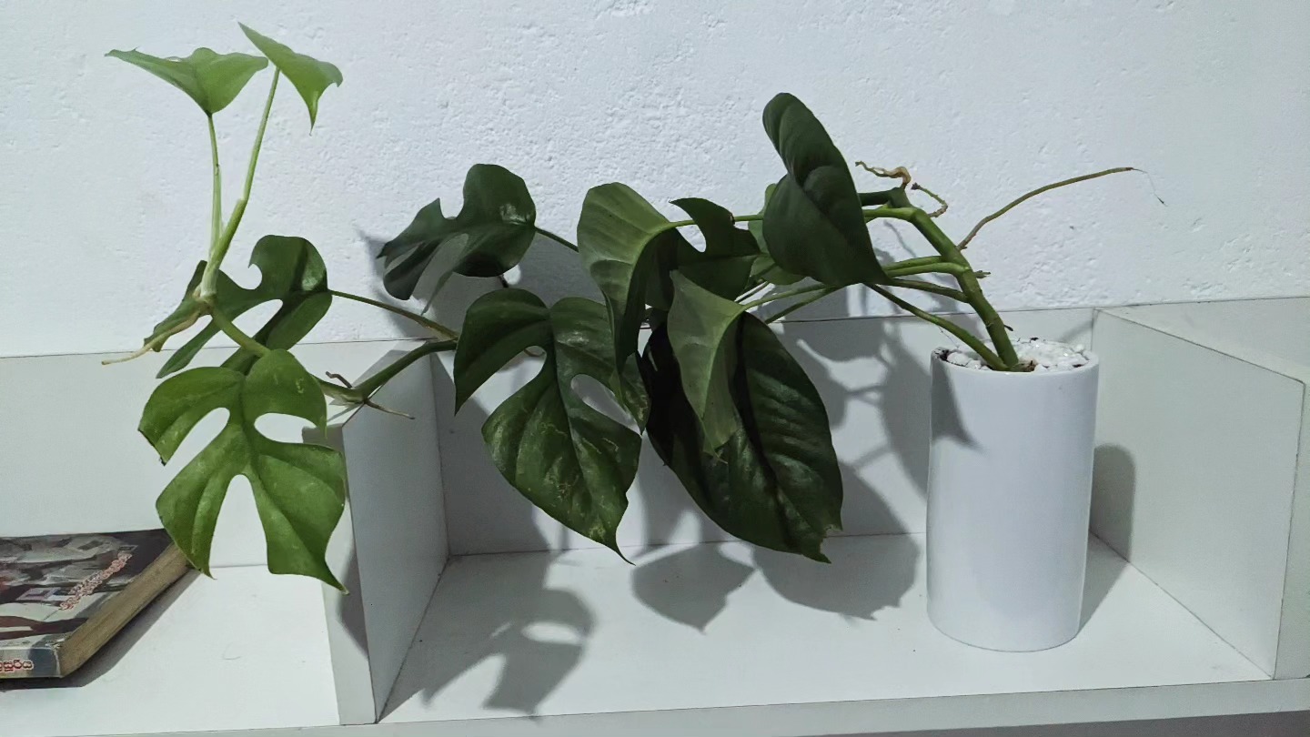 Sri Lankan indoor plant gallery