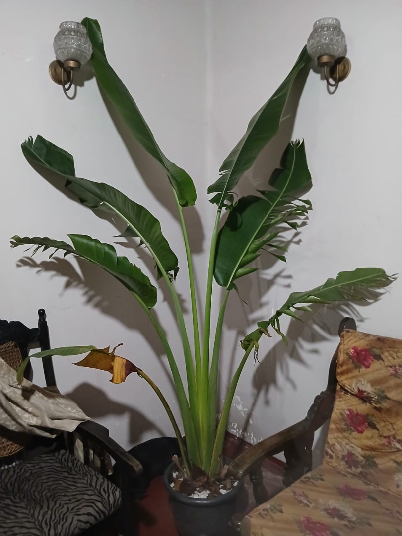 Sri Lankan indoor plant gallery