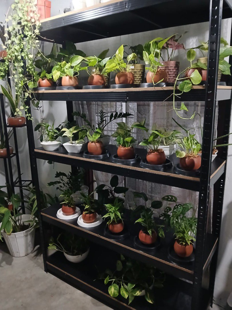 Sri Lankan indoor plant gallery