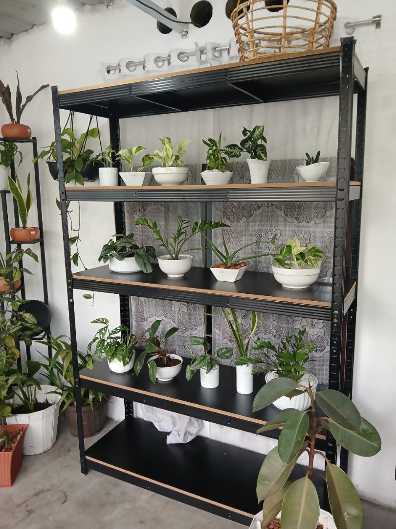 Sri Lankan indoor plant gallery