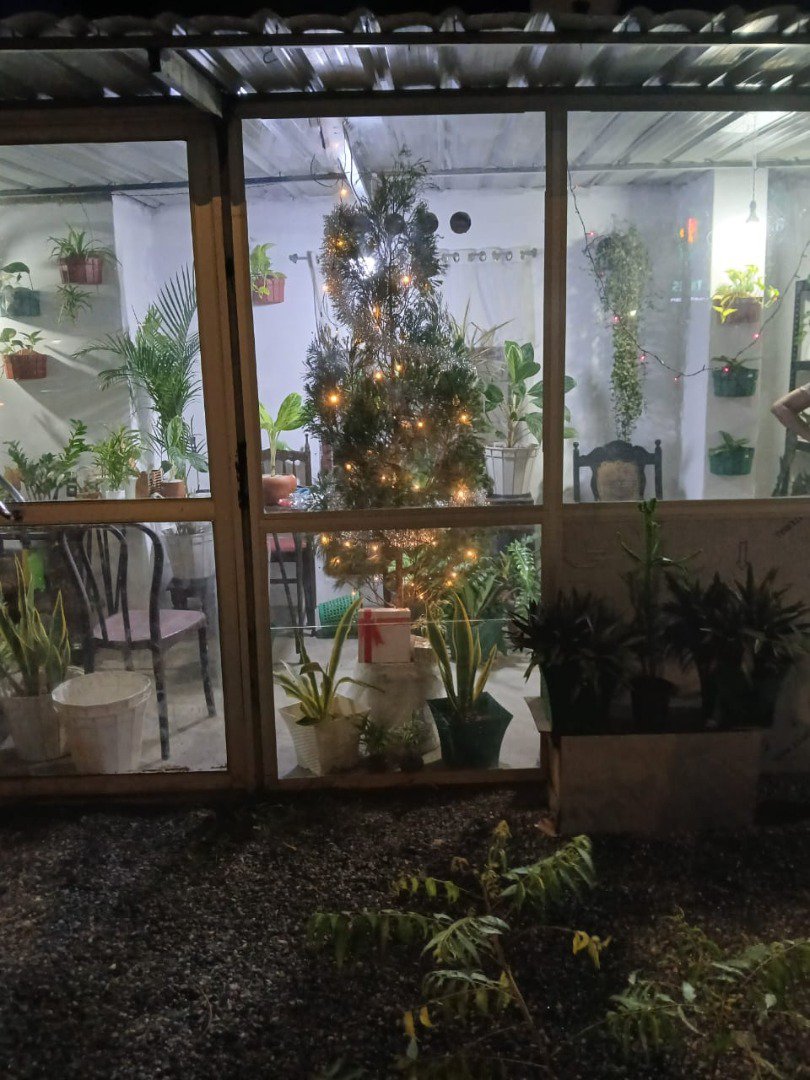 Sri Lankan indoor plant gallery