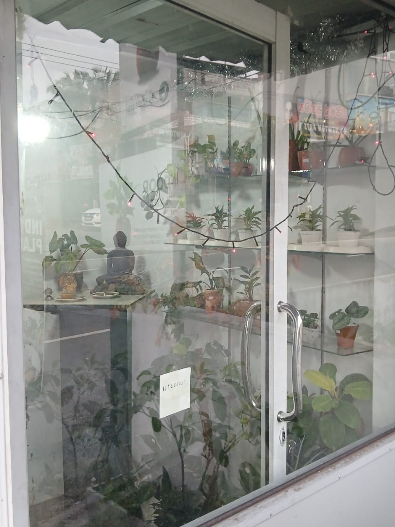 Sri Lankan indoor plant gallery