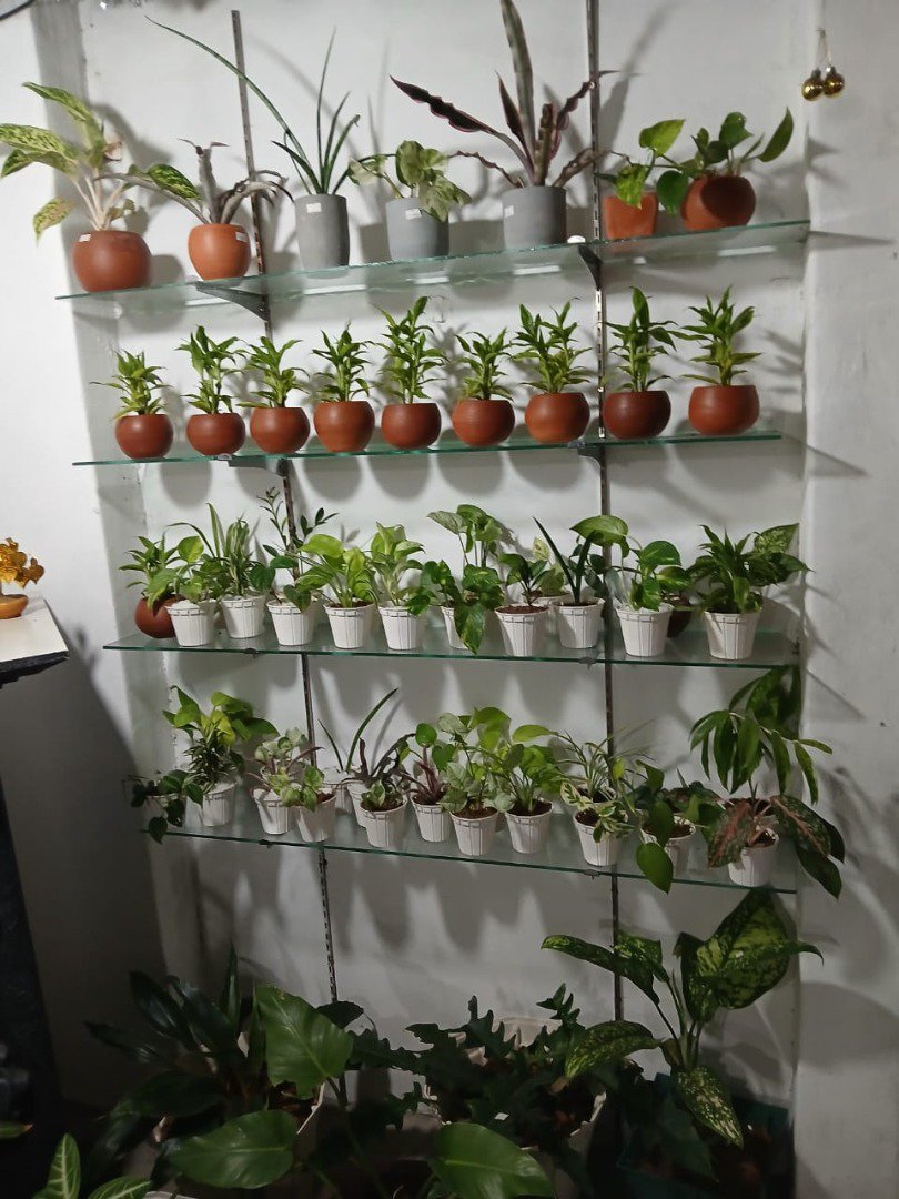 Sri Lankan indoor plant gallery