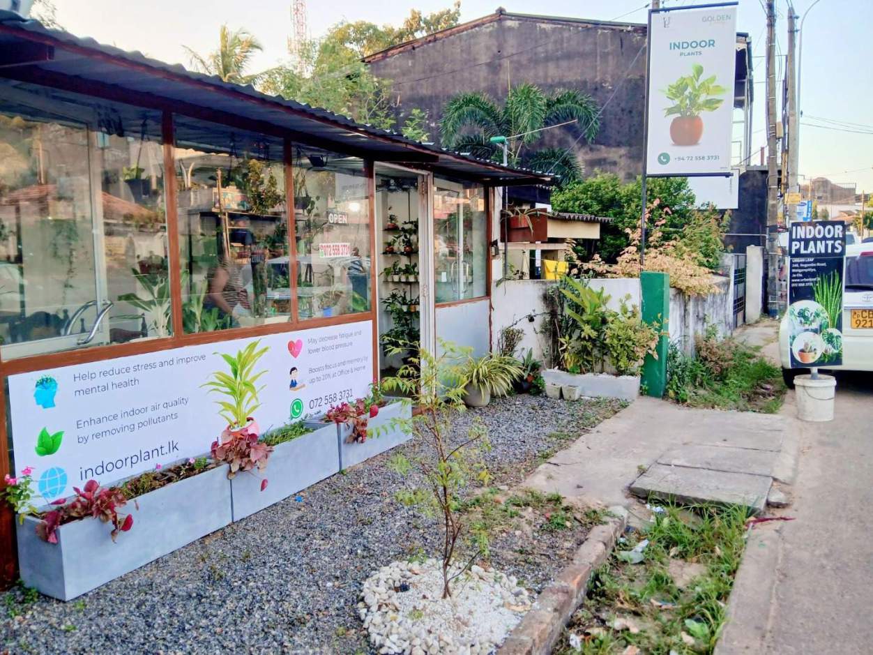 Sri Lankan indoor plant gallery