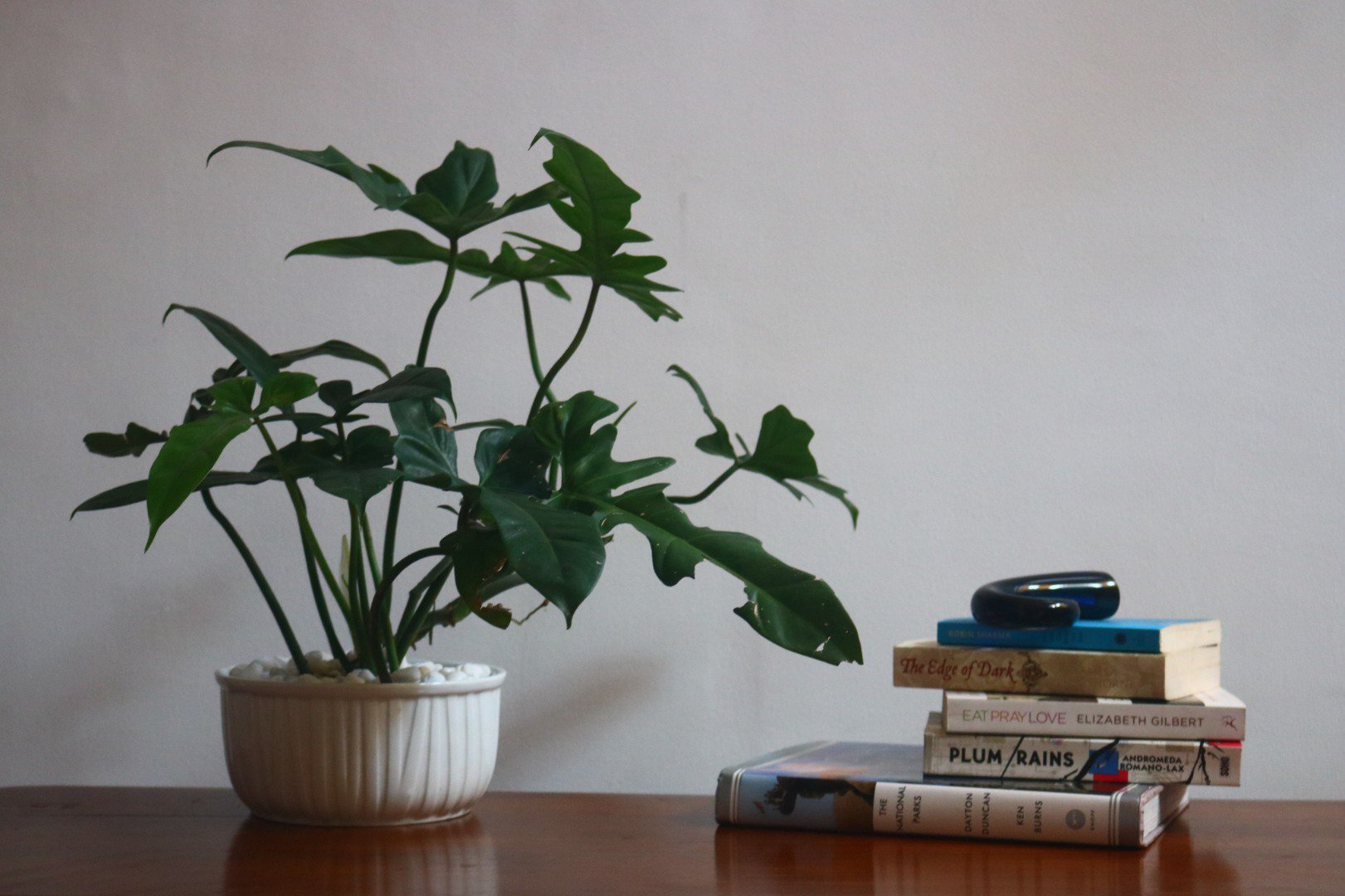 Sri Lankan indoor plant gallery